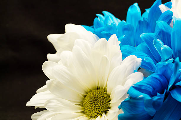 istock Vibrant blue and beautiful white gerber daisy flower boutique 483116883