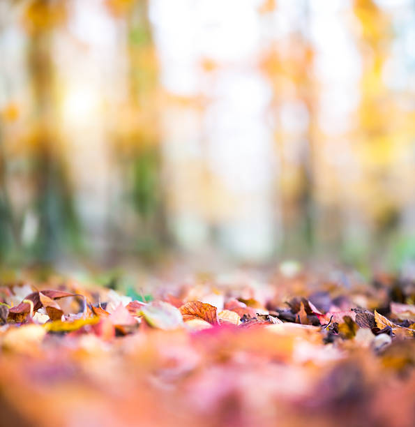 istock Autumn Leaves Falling From The Trees 483117018
