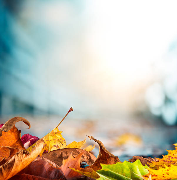 istock Autumn Leaves Lying On The Ground 483117022