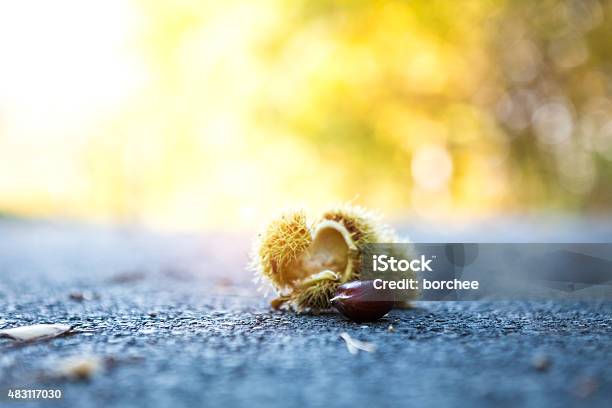 Chestnut In Autumn Stock Photo - Download Image Now - 2015, Asphalt, Autumn