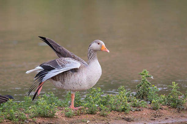 Greylag Goose resting with wing stretched out stock photo