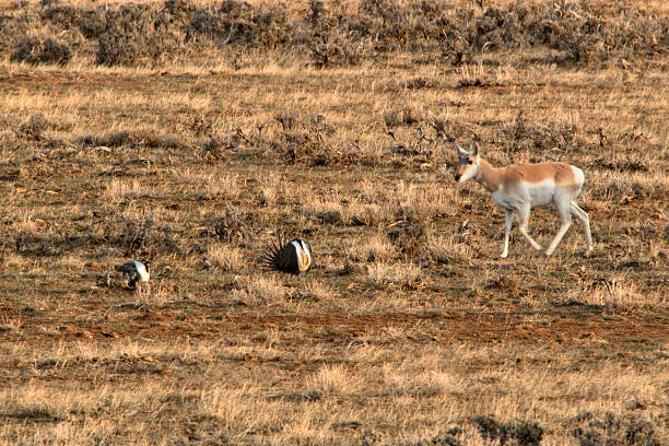 istock Pronghorn and greater sage grouse display Colorado 483117173