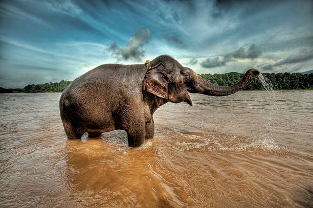 istock African Elephant wading with his trunk raised 483117175