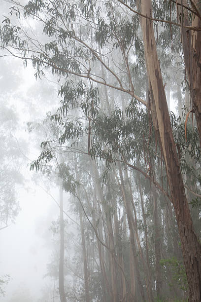 istock Inland Gran Canaria, fog 483117302