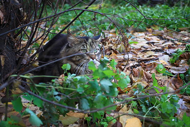 istock Big maine coon cat under tree in the autumn forest 483117440