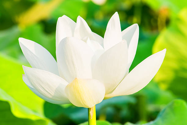 istock White lotus flowers 483117508
