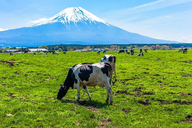 istock Cattle grazing in Asagirikogen to Mount Fuji views 483117666