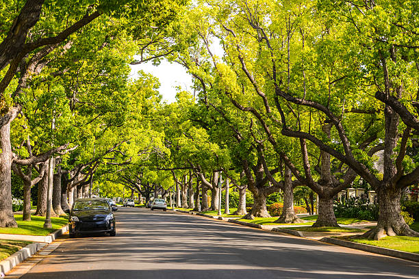calle de beverly hills, california, usa - tree area fotografías e imágenes de stock
