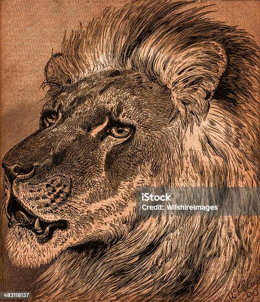 La Dignité Portrait De Lion Vecteurs libres de droits et plus d'images vectorielles de Animaux de safari - Animaux de safari, Animaux à l'état sauvage, Art du portrait