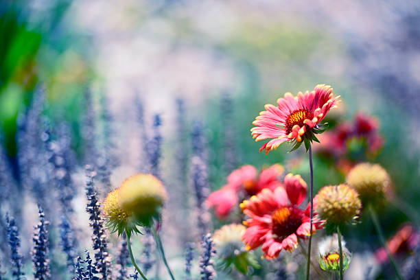 Gaillardia aristata red and yellow Blanket Flower in sunflower family Asteraceae.  A hardy perennial blooming in direct sun introducing vibrant color to a garden.