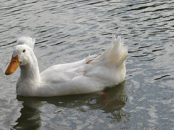 Duck swimming in a lake stock photo