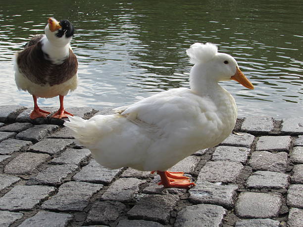 Duck walking out of the water stock photo