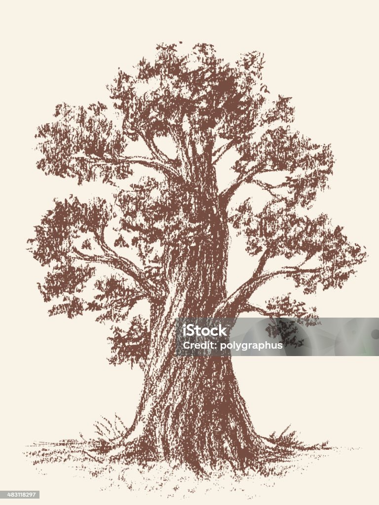 Old tree Tree drawn with brown chalk. Oak Tree stock vector