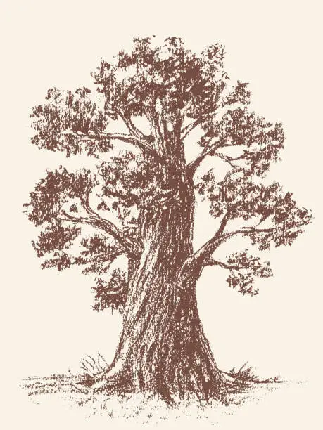 Vector illustration of Old tree