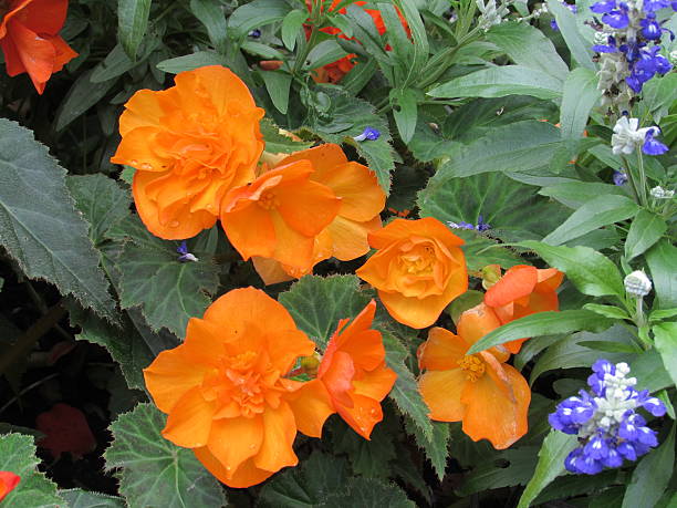 Orange flower shining in spring stock photo