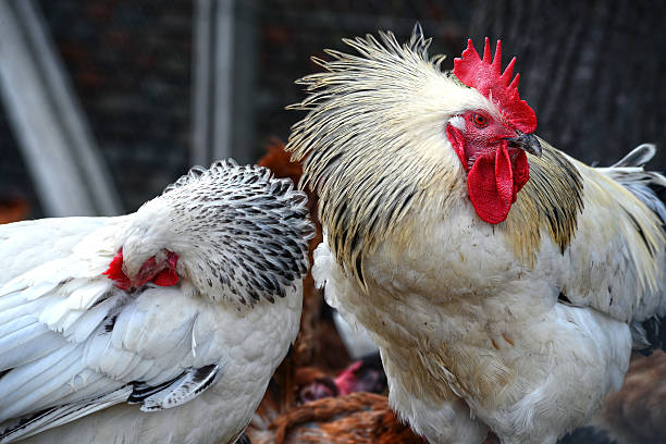 istock Chickens on traditional free range poultry farm 483118320