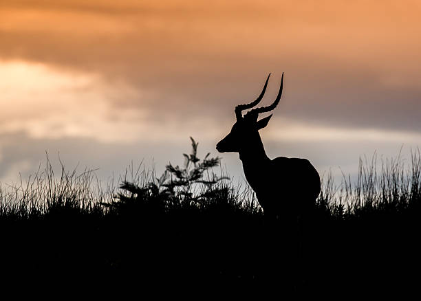 African Antelope Silhouette stock photo