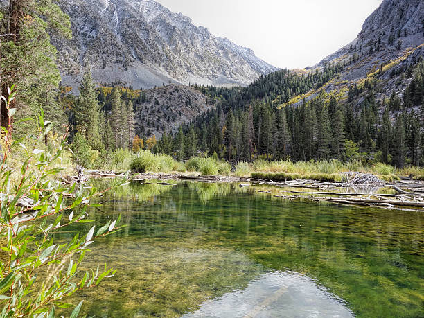 istock beaver pond in Lundy Canyon 483119065