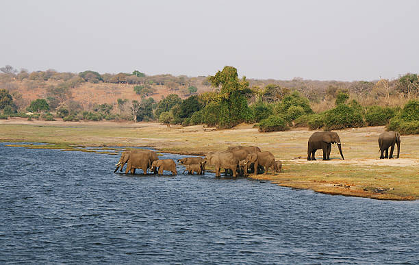 istock Elephants family in Chobe riverfront 483119127