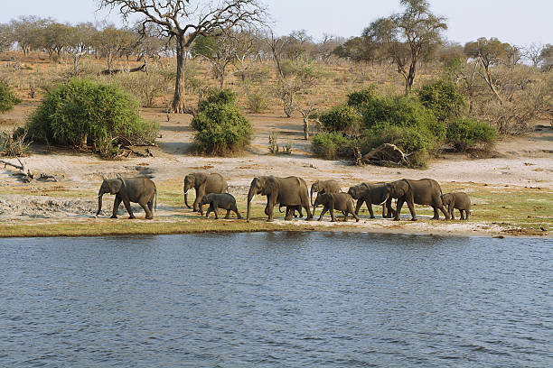 istock Elephants family in Chobe riverfront 483119157