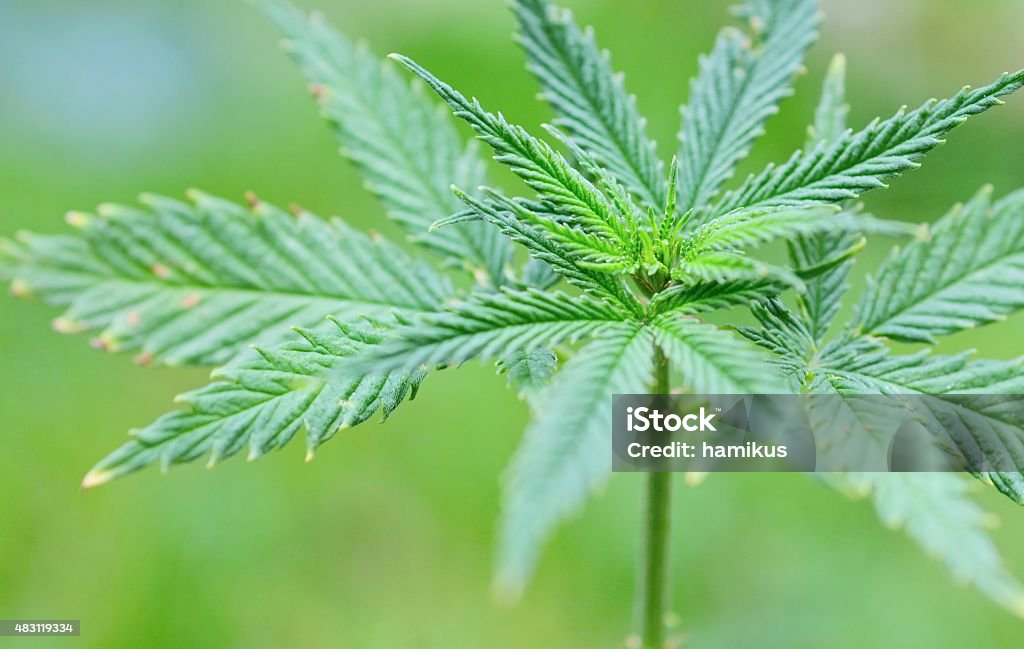 Marijuana (Cannabis) plant Closeup of the plant and leaves of the Marijuana (Cannabis) plant. 2015 Stock Photo