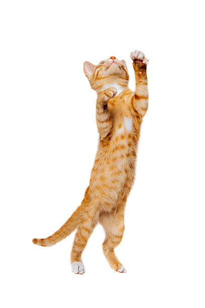 Ginger young domestic cat hunting pray on isolated white background Cute ginger baby domestic cat catching a pray on the isolated background, image taken with Nikon D800 in XXXL size cat jumping stock pictures, royalty-free photos & images