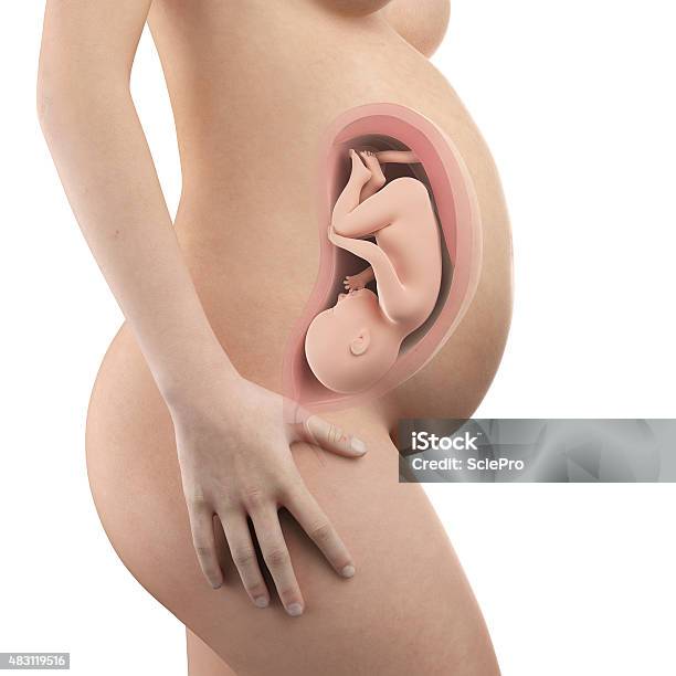 Visible Uterus And Fetus Week 36 Stock Photo - Download Image Now - Pregnant, Week, 35-39 Years