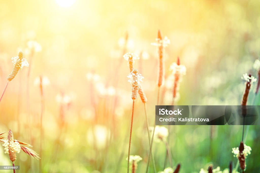 Летние Трава - Стоковые фото Абстрактный роялти-фри