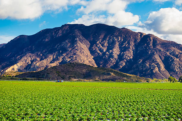 istock Strawberry Field and Mountains 483120215