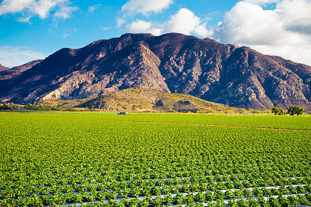 istock Strawberry Field and Mountains 483120247