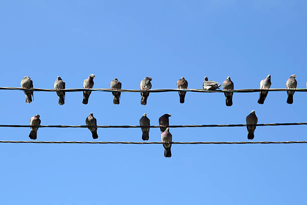 istock Many pigeons on an electric wires 483120251
