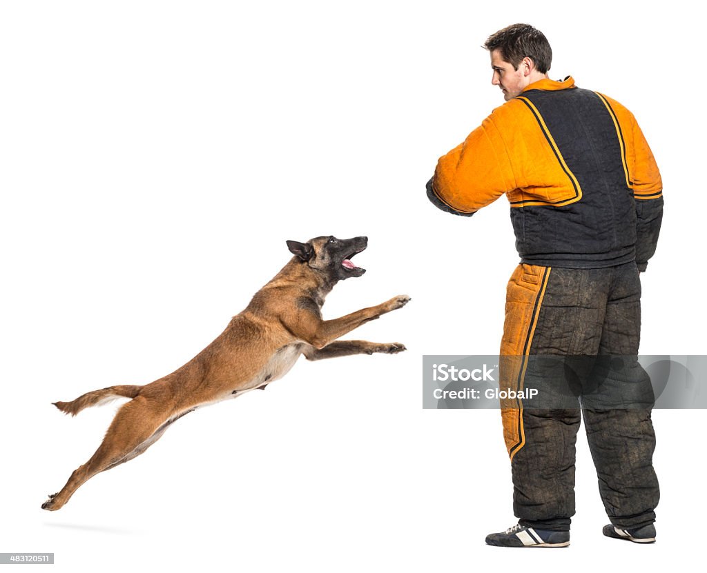 Pastore belga Saltare ad attaccare trainer indossando Tuta corpo spuntino - Foto stock royalty-free di Aggressione