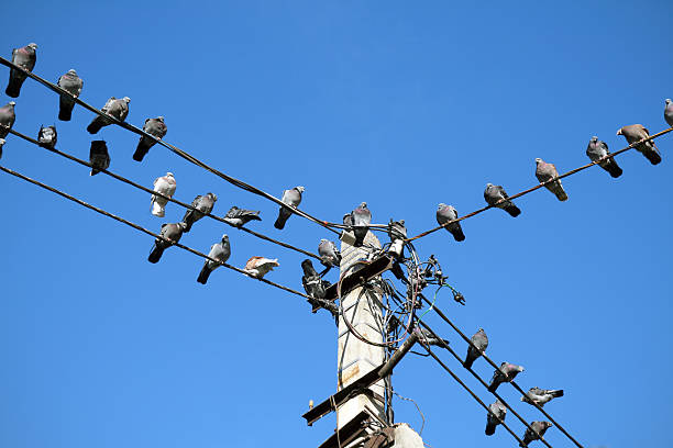 istock Group of pigeons perched on a power lines 483120637