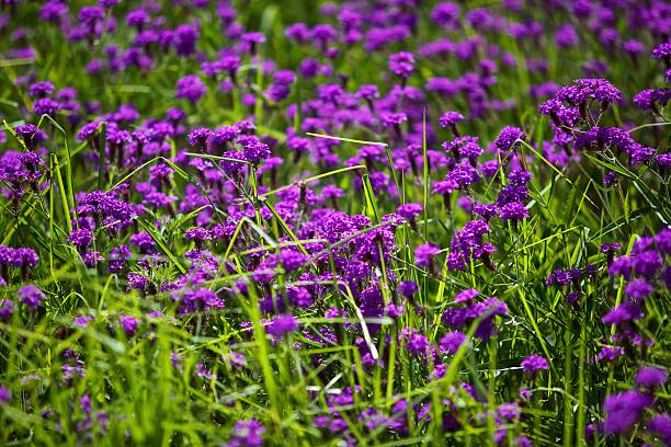 Purple Verbena flowers stock photo