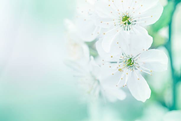 istock Close up of cherry blossom in spring 483121147
