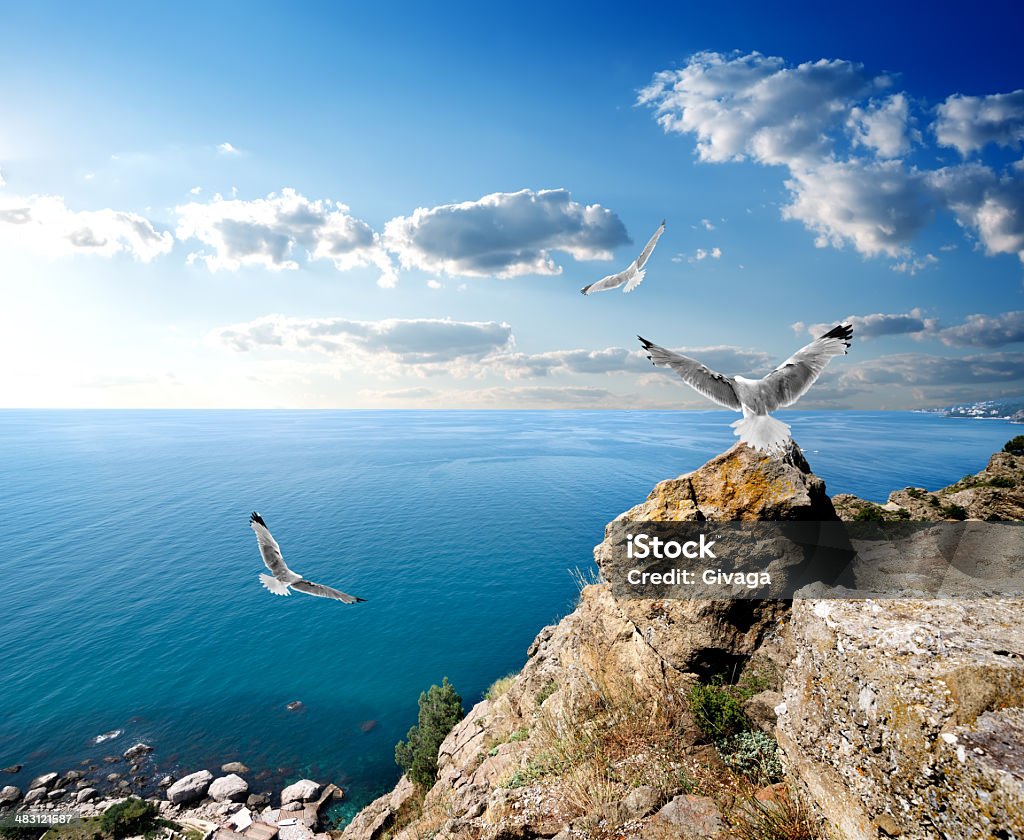 Seagulls and the sea Three seagulls over the sea and mountains Sky Stock Photo