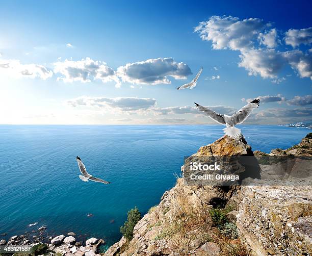 Seagulls And The Sea Stock Photo - Download Image Now - Sky, Beach, Beauty
