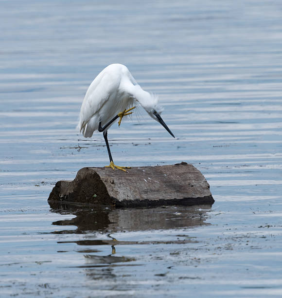 istock Little Egret Fishing 483121824