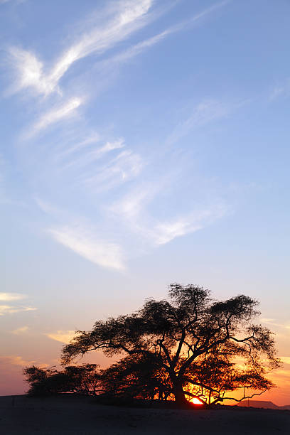 istock Tree of life on dramatic clouds during sunset, Bahrain 483121883