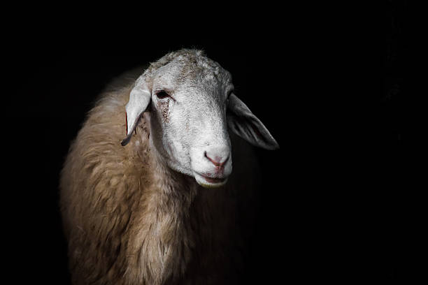 istock Sheep portrait on black background. 483122304