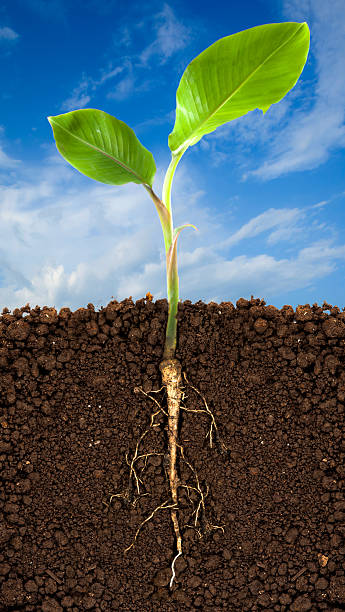 istock Young banana tree with underground root visible and blue sky 483122708