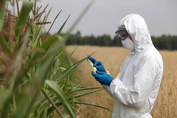 técnico de examinar corn cob en campo - genetic modification corn corn crop genetic research fotografías e imágenes de stock