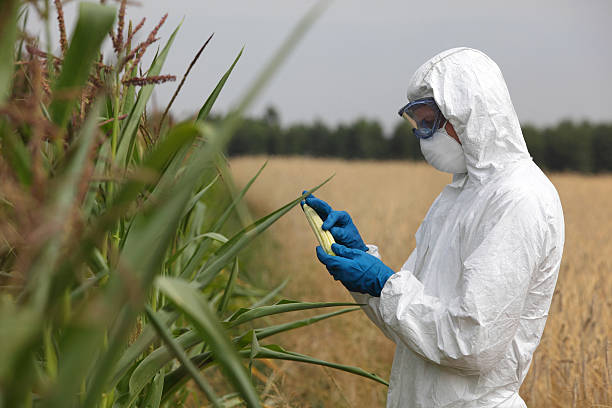 technician examining corn cob on field stock photo