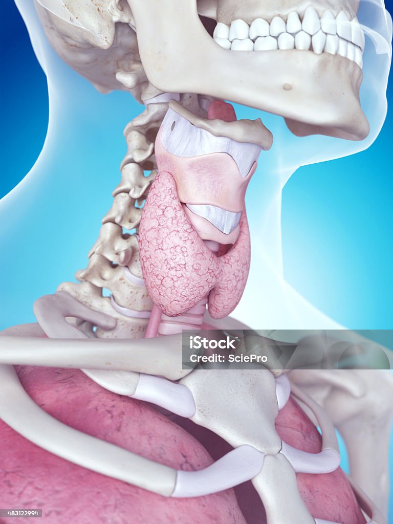 Le larynx anatomie - Photo de 2015 libre de droits