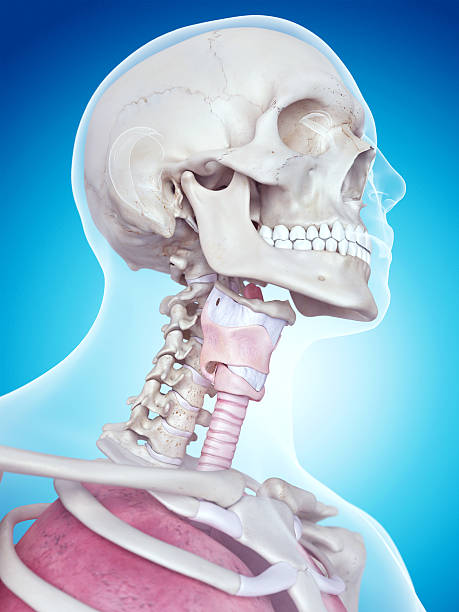 istock the larynx anatomy 483122996