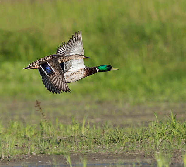 istock Mallard Ducks Male and Female in Flight 483123190