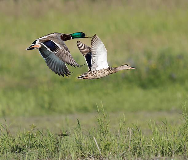 istock Mallard Ducks Male and Female in Flight 483123192