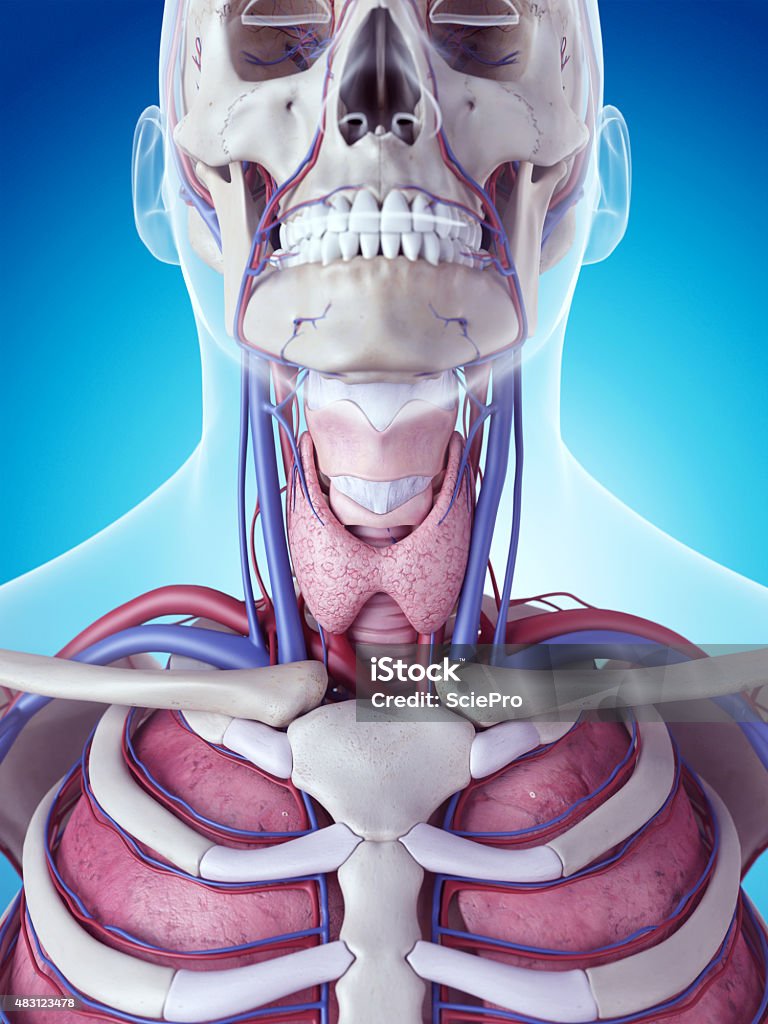 La glándula tiroides - Foto de stock de Vena yugular libre de derechos