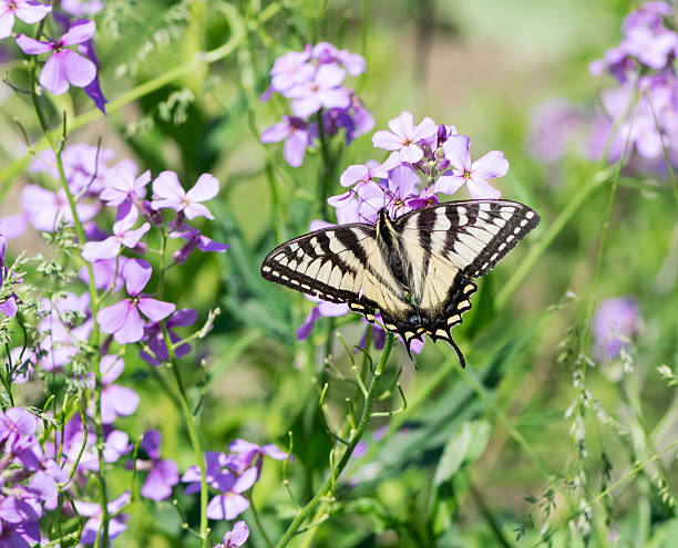 istock Monarch butterfly on flower 483123522