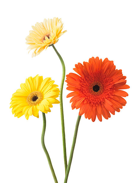 istock bouquet of gerberas on a white background 483123542